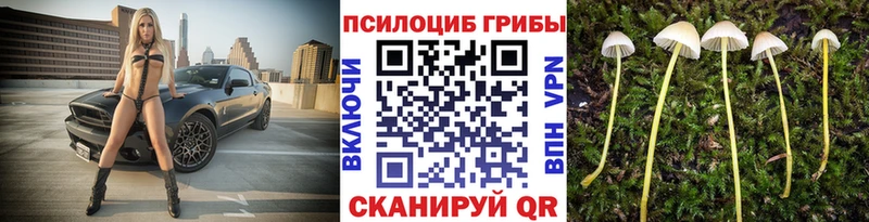 blacksprut онион  Вичуга  сайты даркнета наркотические препараты  Галлюциногенные грибы Cubensis 